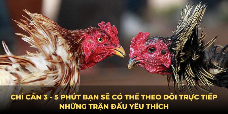 Trước khi xuống cược, bạn phải nắm rõ thông tin về chiếm kê mà bạn chọn